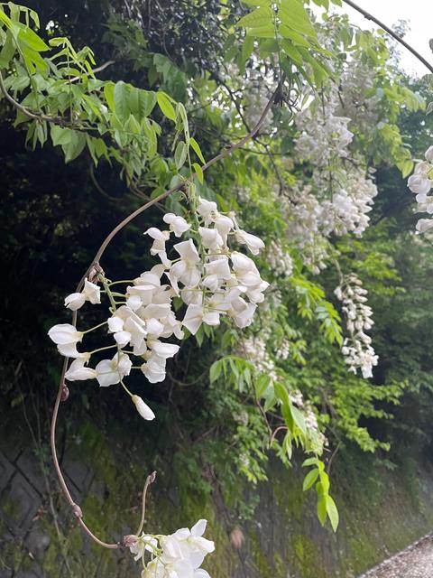 サロンでお伝えしたい_image