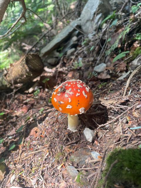 山小屋便り 今日は両方行っちゃいました_image